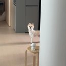 수림메디칼 | [쥬니로그] 백수가 된 주간일상