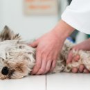 보정동물병원 이미지