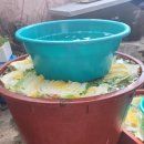 김장한 | 김장 과정 총정리/집에서 김장한 리얼 후기