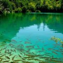 숲속의호수 이미지