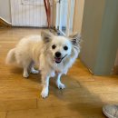 풍지동물병원 | [한남동 동물치과병원 메이] 풍지의 치과치료 후기