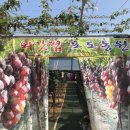 청마농원 | 둔덕포도추천 둔덕거봉 판매점 #외갓집포도농원