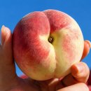 아삭아삭 - 거제시 옥포중앙로 82 | 아삭아삭 백도 딱딱이 복숭아, 5kg 한 박스 가성비 후기