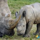 코뿔소 이미지