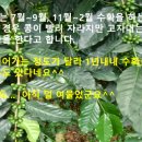 체리코나 네이버블로그
