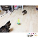 자올컴퍼니 | *캣산업박람회 지름샷><*