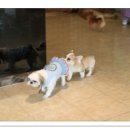 플레이독애견카페 이미지