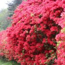 섬진강변 철쭉길 이미지