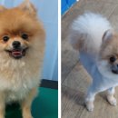 이레네 강아지 이미지