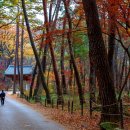 (여행) "우리나라 사찰 풍경 중 가장 멋있다"... 강원도 원주를 대표하는 치악산 여행 이미지