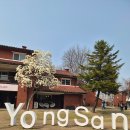 목련 어린이공원(어17) | [서울/용산] 서울 목련 명소 용산공원(장교숙소5단지)_애견동반 ⭕️