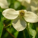 산딸나무(Dogwood)와 꽃산딸나무 이미지