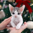 미유펫 강아지고양이 구미점 이미지