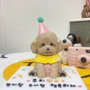 코카coca 이미지