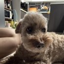 홍채랑 | &lt;견글라스&gt; 내돈내산 후기 (백내장 강아지, 홍채이형성증)