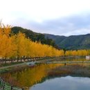 은행나무길 이미지