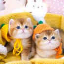 강남고양이분양 호야캣 이미지