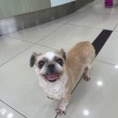 사랑종합동물병원 이미지