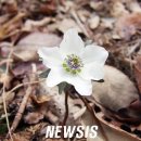 바람꽃