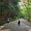 "여기 입구부터 감탄사 나오는 3.3km 계곡길" 시원해서 걷기 좋은 숲·계곡 트레킹 명소 이미지