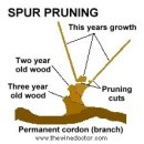 포도 재배 - Pruning & Vine Training 이미지