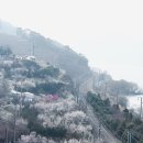 원동마을길 | 📍 양산 원동 순매원 매화마을 방문 후기