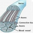 neurodynamic, nervous system mobilization, neural mobilization에 관한 생체역학적 근거 - 정리중 이미지