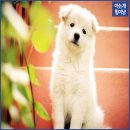 강아지 꼬순내 이미지