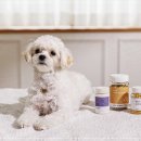 아이러브 동물병원 이미지