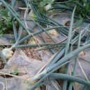 맛디아농장 이미지