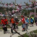 복사꽃향기 이미지