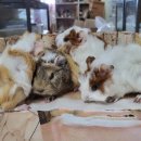 애니멀 프렌즈 이미지