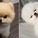 우리집 댕댕이 이미지
