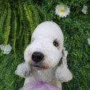 땡글땡굴 이미지