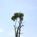 성주군 해평동 측백나무 이미지