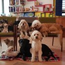 덕수네애견 이미지