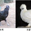 토종닭 이미지