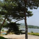 음성군 토지 1550평/연면적 신축 30평 2동 첫입주 저수지인접 이미지