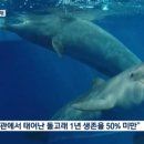 “수족관이 고향”…아기 돌고래 ‘고장수’의 미래는? 이미지