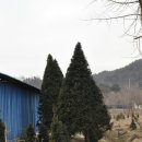 제비골 농장 Daum카페