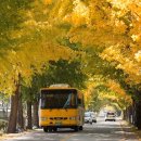 은행나무 주유소 이미지