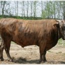 소들농장 이미지