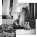 네오 동물병원 이미지