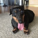 굿닥터동물병원 이미지