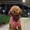 소형견 야갼산책 아이템 밤에 잘 보이는 리드줄 후르타 러프웨어 밤 산책 안전용품