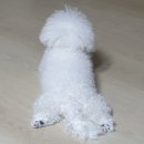 사랑우리 愛 동물병원 | [강아지 백내장vs녹내장] - 서울 엠에스동물안과병원 방문 후기 : 녹내장 치료