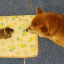 댕댕이의 하루 이미지