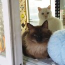 고양이 쉼터 이미지