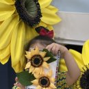 페이퍼플라워 주름지 해바라기 액자 이미지