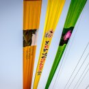 강주 해바라기축제 이미지